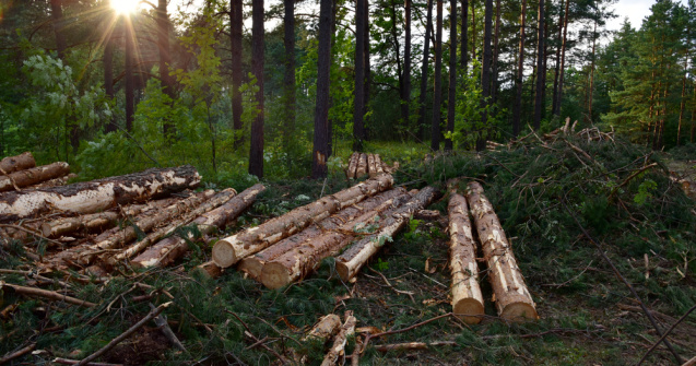 Ministrul Mediului cere modificări în Codul Silvic din cauza hoților de lemne