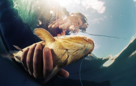 Cum se face corect o montură pentru crap?