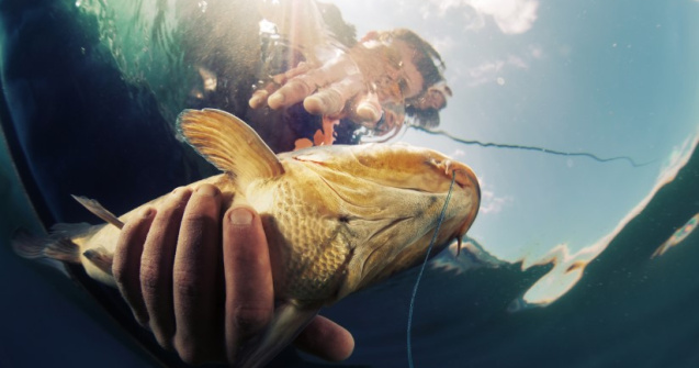 Cum se face corect o montură pentru crap?