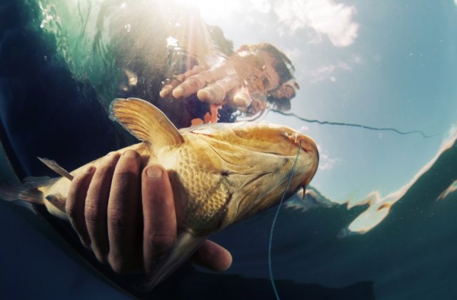 Cum se face corect o montură pentru crap?