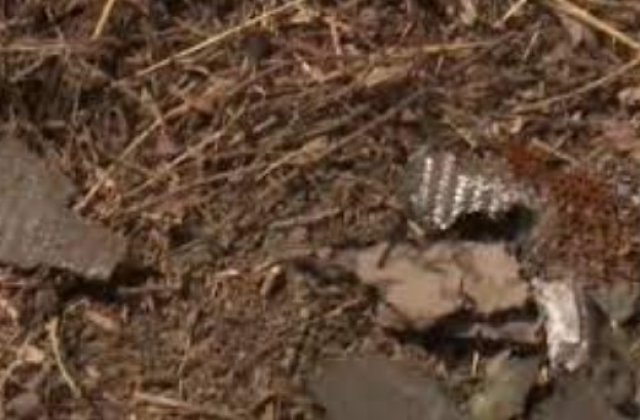 Armata a găsit noi bucăți de drone, l&acirc;ngă Tulcea. Zona a fost delimitată de jandarmi