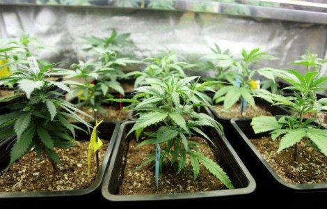 Chile, prima tara sud-americana care va cultiva marijuana in scopuri medicinale