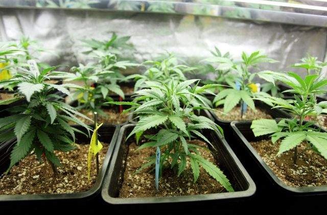 Chile, prima tara sud-americana care va cultiva marijuana in scopuri medicinale