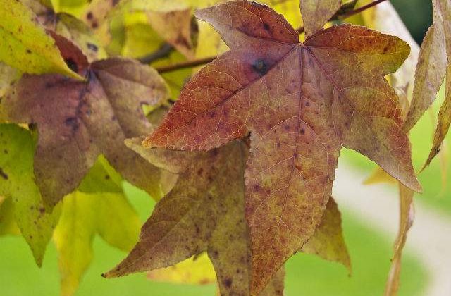 Cand revin PLOILE? Prognoza meteo pentru urmatoarele doua saptamani