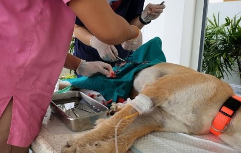 Sterilizarea câinilor - o obligație a proprietarilor, în beneficiul patrupedelor