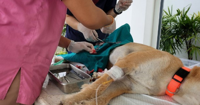 Sterilizarea câinilor - o obligație a proprietarilor, în beneficiul patrupedelor