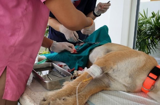 Sterilizarea c&acirc;inilor - o obligație a proprietarilor, &icirc;n beneficiul patrupedelor 