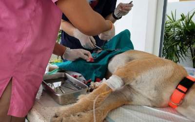 Sterilizarea câinilor - o...