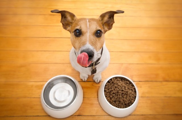 7 sfaturi pentru hrănirea corectă a c&acirc;inelui tău 