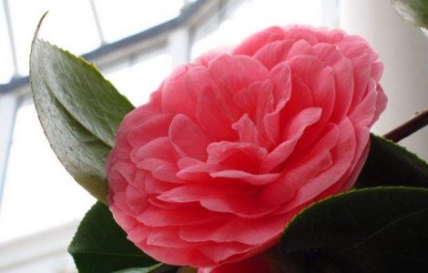  Top  Comorile naturii: Top 10 Cele mai RARE flori din lume