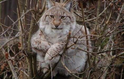 Campania "Arca lui Noe" continua cu o expozitie de fotografie