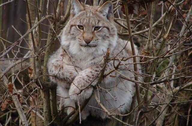 Campania "Arca lui Noe" continua cu o expozitie de fotografie