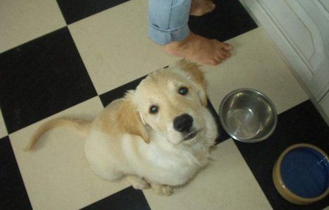  Top  Atentie, sunt extrem de PERICULOASE! Top 11 alimente cu potential LETAL pentru caini