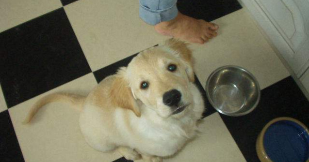  Top  Top 11 alimente cu potential LETAL pentru caini