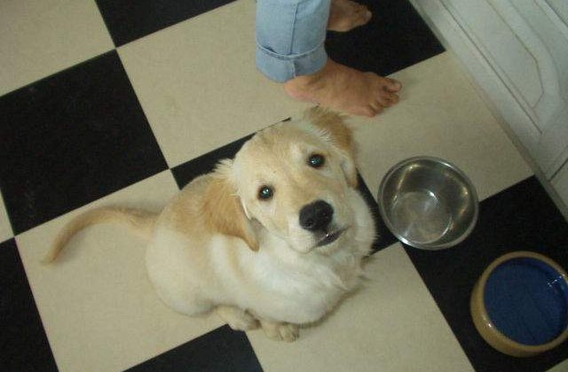 Atentie, sunt extrem de PERICULOASE! Top 11 alimente cu potential LETAL pentru caini