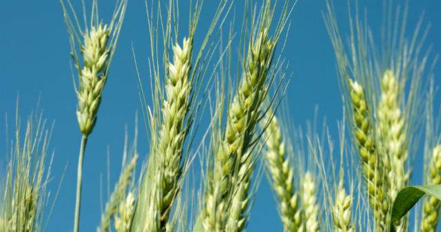 Soarecii au mancat 6% din productia nationala de grau