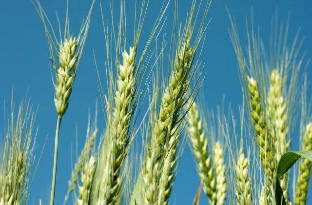 Soarecii au mancat 6% din productia nationala de grau