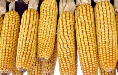 Romania contribuie cu 11 mil. tone de porumb la productia UE din 2014