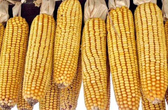 Romania contribuie cu 11 mil. tone de porumb la productia UE din 2014