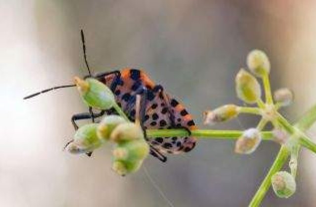 TOP 10 Cele mai PERICULOASE insecte pe care nu le bagi in seama!