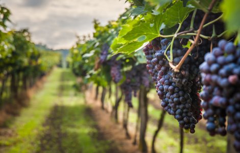 Protecția plantației de viță de vie, o abordare modernă pentru sezonul viitor