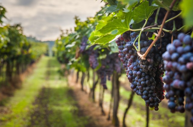 Protecția plantației de viță de vie, o abordare modernă pentru sezonul viitor 