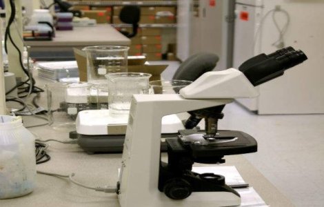 Studiu: O proteina vegetala, folosita ca un substitut sangvin