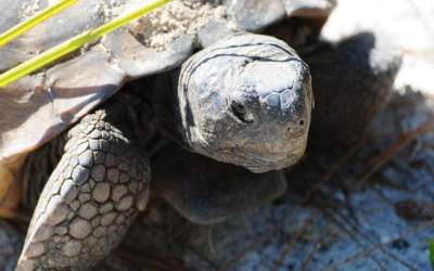 Studiu: Testoase cu o lungime...