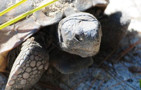 Testoase cu o lungime de doi metri traiau in Europa acum 2 mil. ani