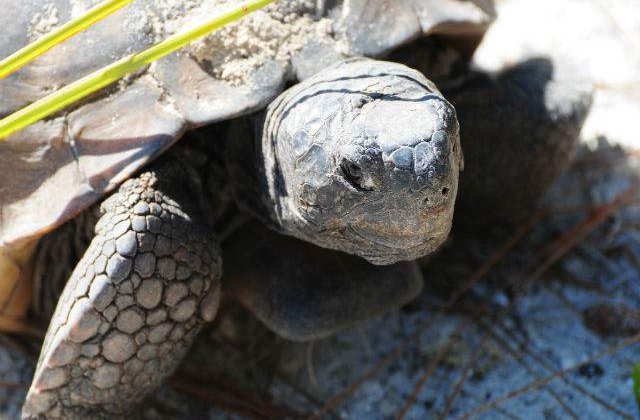 Studiu: Testoase cu o lungime de doi metri traiau in Europa acum 2 mil. ani