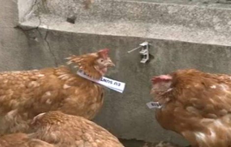  Video  Gaini vii si moarte, aruncate in curtea sediului ACL!