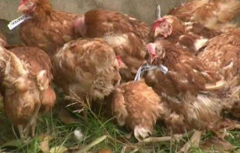 Ce se va intampla cu gainile aruncate in curtea sediului ACL