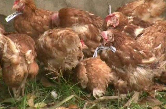 Ce se va intampla cu gainile aruncate in curtea sediului ACL