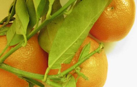 Capitanul echipei Sahtior a donat 20 de tone de mandarine elevilor din Donetk