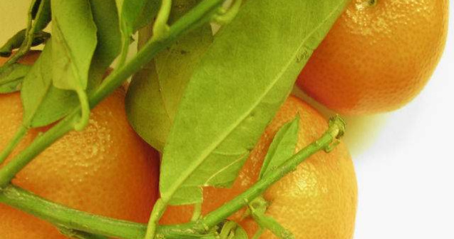 Capitanul echipei Sahtior a donat 20 de tone de mandarine elevilor din Donetk