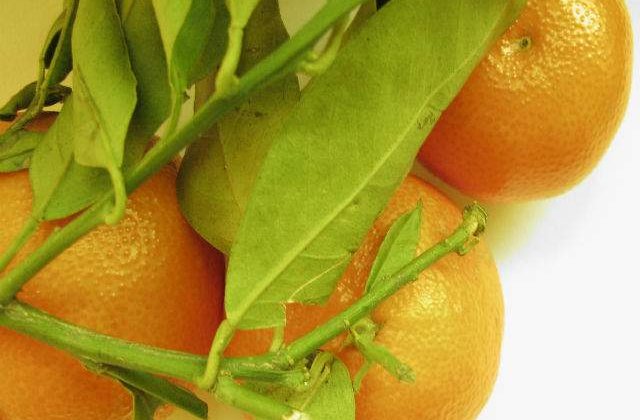 Capitanul echipei Sahtior a donat 20 de tone de mandarine elevilor din Donetk