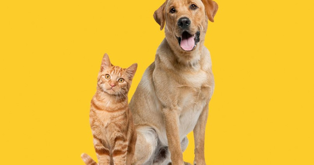 Cum să ai grijă în mod ideal de digestia pisicii tale ?