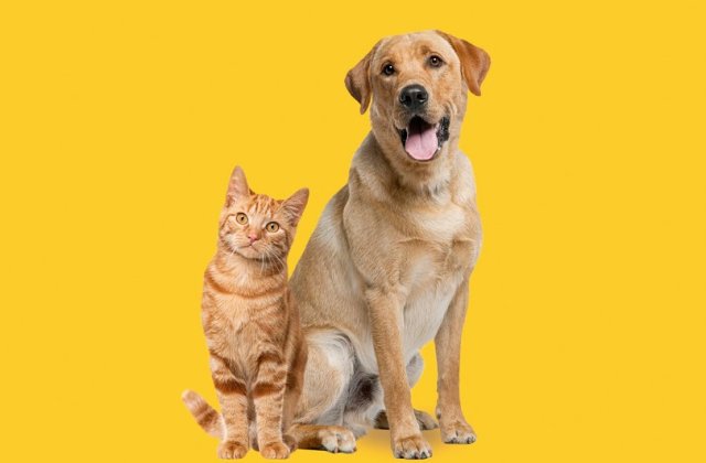 Cum să ai grijă &icirc;n mod ideal de digestia pisicii tale ?