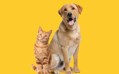 Cum să ai grijă în mod ideal...