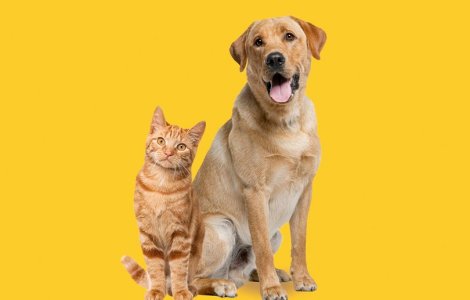 Cum să ai grijă în mod ideal de digestia pisicii tale ?