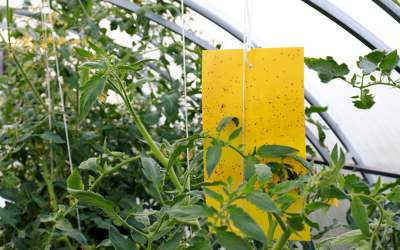 Controlul dăunătorilor în...