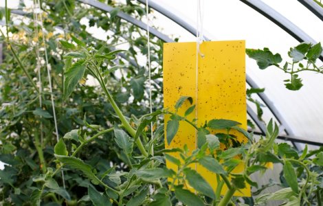 Controlul dăunătorilor în sere