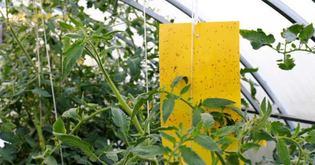 Controlul dăunătorilor în sere