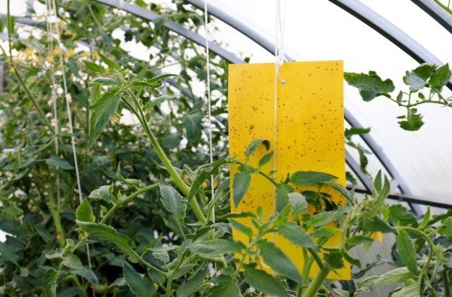 Controlul dăunătorilor &icirc;n sere: metode naturale și eficiente