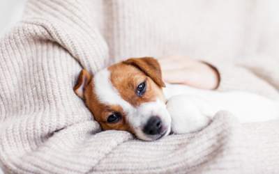 Bolile oamenilor pe care le...