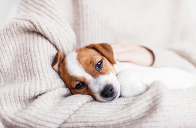 Bolile oamenilor pe care le poate face și c&acirc;inele tău 