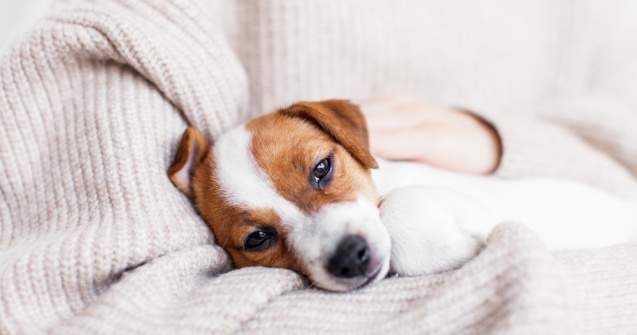 Bolile oamenilor pe care le poate face și câinele tău