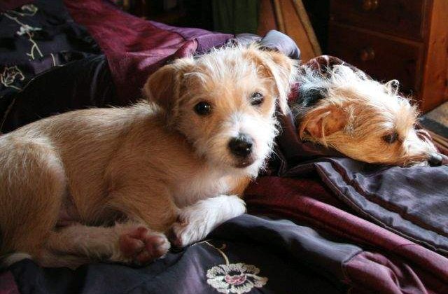 Suferi de ALERGII? Top 10 rase de caini hipoalergenice