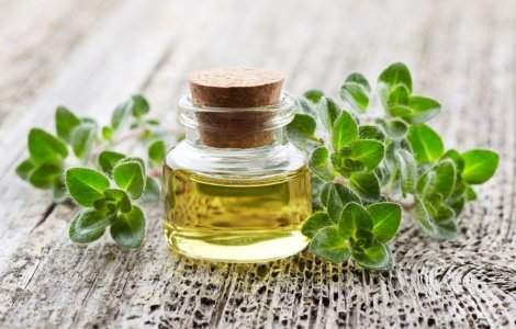Uleiul de oregano: beneficii și contraindicații