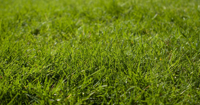 Cum alegi mașina de tuns iarba – 3 sfaturi